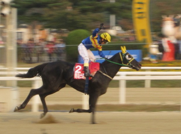 Ace Galloper and Park Tae JOng winning the KRA Cup Classic in 2011 - they partnered on Sunday for the jockey's 1800th career win
