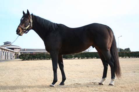 Leading Sire in Korea. Again: Menifee (KRA)