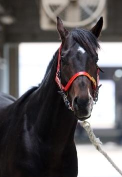 Winner: Gyeongbudaero