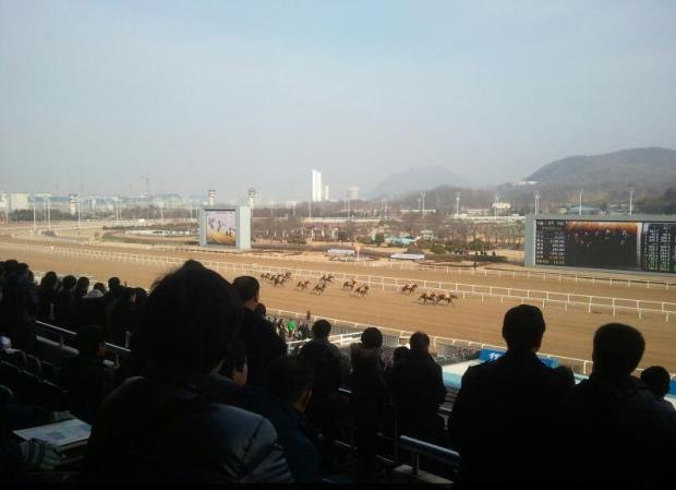 Chilly but bright - Seoul Racecourse, December 16, 2012