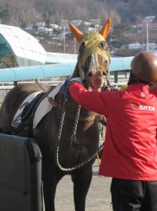 Open Wide: Byeokdu, son of Curlin, won for the second time in four starts