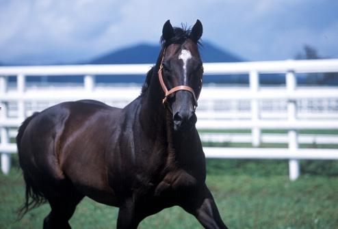 Didyme 1990 - 2012 (Picture: KRA)