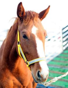 Better Than You (KRA)