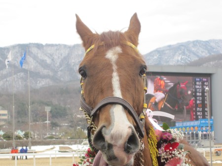 Dongbanui Gangja was in mischievous mood at Seoul Race Park