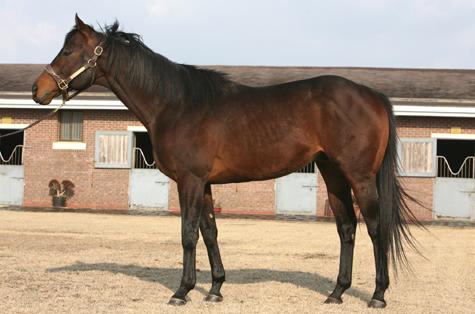 Pico Central (BRZ) 1999-2013