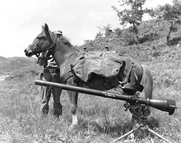 Sgt Reckless in Korea