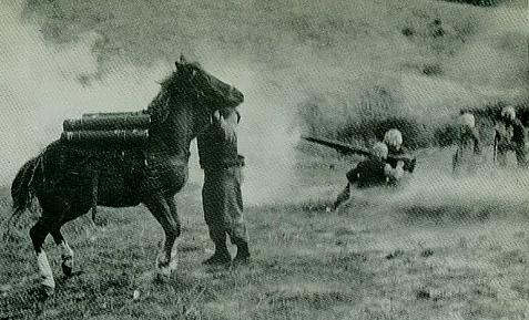 The horse showed bravery in battle