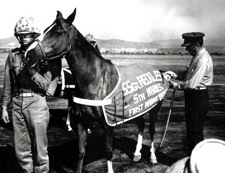 Back at Camp Pendleton, Sgt Reckless was promoted twice