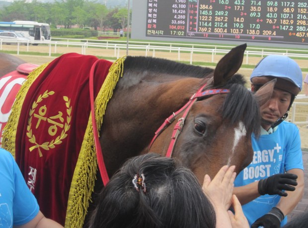 Jigeum I Sungan allows punters to pet him after he won the Jeju Cup. Try doing that with Tough Win or Dongbanui Gangja and they'd have eaten you.