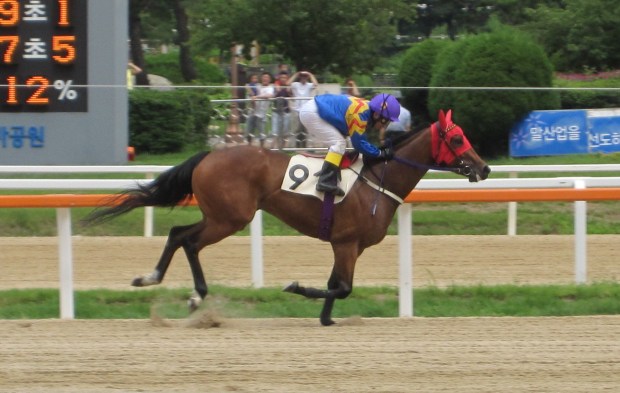 Fly Top Queen is back home and will be favourite to get her fifth straight win on Korean...sand