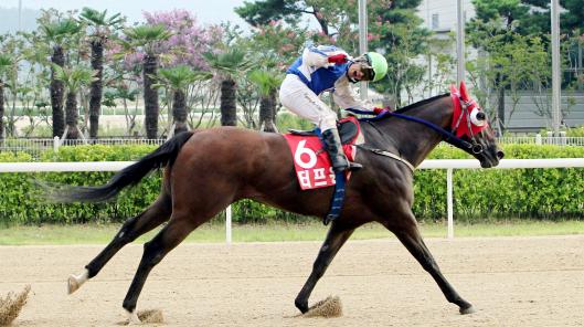 Who will follow Tough Win as the Busam Metrpolitan winner? (KRA)