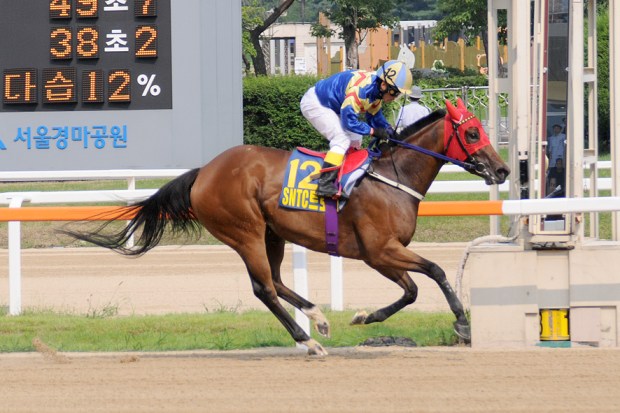 Fly Top Queen is among the Segye Ilbo contenders (Pic: Ross Holburt)