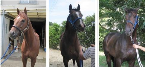 From left: Final Score, Tosen Archer and Big Gulliver