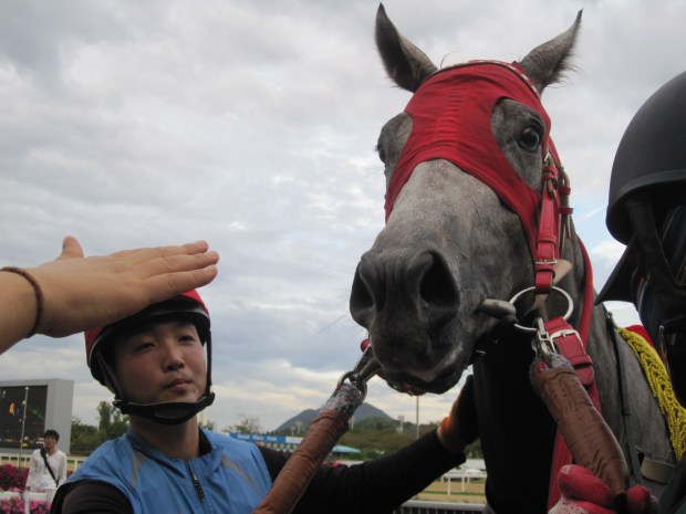 Pimlico Special bound: Major King