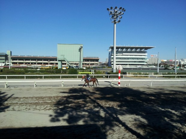 Morning trackwork at Ohi (Pic: Ryu Seung Ho/KRA)