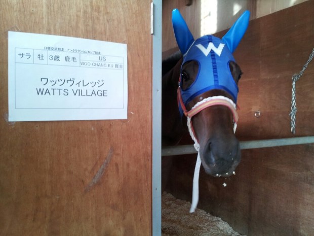 Watts Village in his new box at Ohi (Pic: Ryu Seung Ho/KRA)