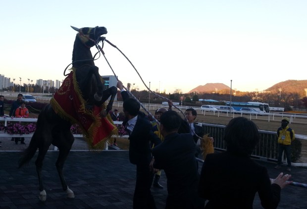 Indie Band plays up after winning the President's Cup. He'll now be out for up to a year,