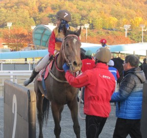 Beaten: Moon Se Young looks to see who finished where as he dismounts from Jigeum I Sungan