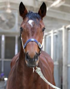 Governor's Cup winner Secret Whisper (KRA)