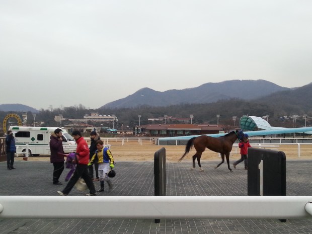 Fly Top Queen is trotted up for the vet after finishing 5th