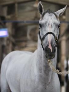 He's Back: Ghost Whisper (KRA)