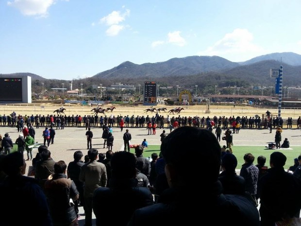 It was a Spring-like weekend at Seoul Racecourse