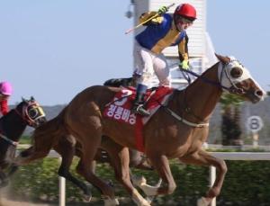 If we're going to have a Triple Crown winner this year, it will be Cheongnyong Bisang (KRA)