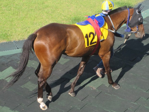 Yeongsan II prowls the Seoul paddock
