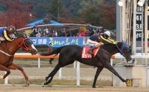 Pinot Noir gets up to beat Cheonnyeon Dongan to win the Gyeonggi Governor's Cup (Pic: KRA)