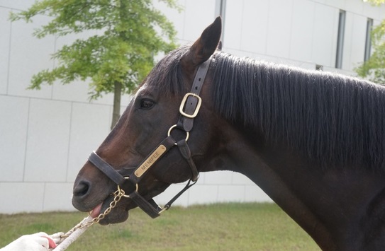 Menifee is Leading Sire once again (Pic: Malsarang)