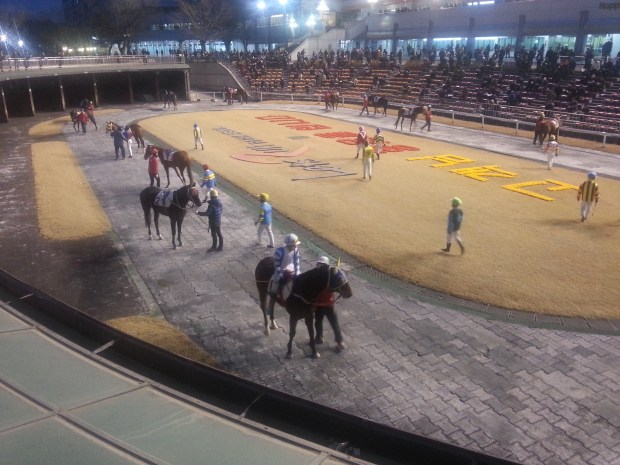 Tough Win in the paddock prior to his racing return this afternoon