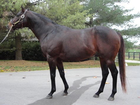 Sharp Humor, 2003-2015.