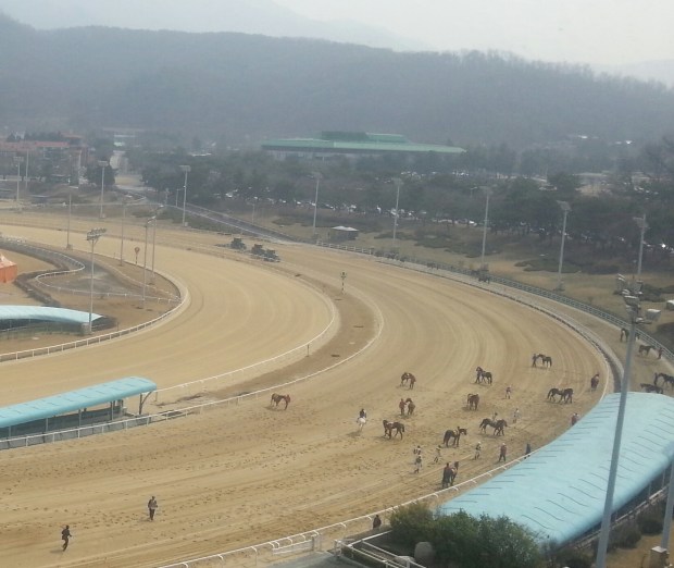 Horses mill around prior to race 4 being officially abandoned