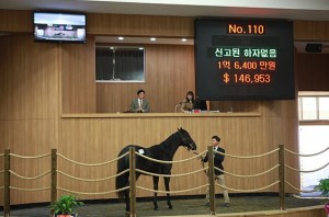 The sale-topping Vicar colt in the ring (Pic: Headline Jeju)