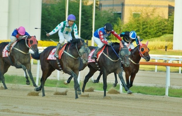 Gumpo Sky (black cap) was just beaten in last year's Minister's Cup. Can he get his first Stakes win in the Busan Ilbo Cup? (Pic: choi9036903)