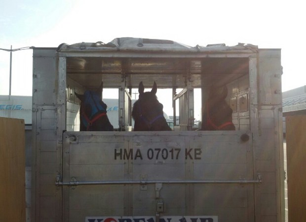 Three Singapore-trained horses arrived at Incheon Airport last Friday (Pic: KRA)