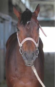 Watts Village 2010-2015