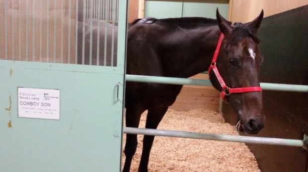 Cowboy Son at Nasu (Pic: KRA)
