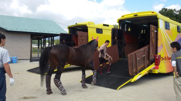 Korea-trained horses are travelling again (Pic: KRA)