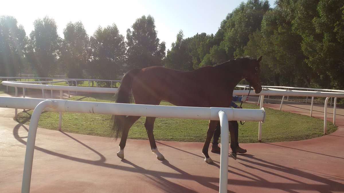 seoul-bullet-dubai-paddock