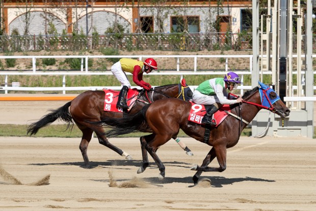 SilverWolfHaeyaTtukseomCup