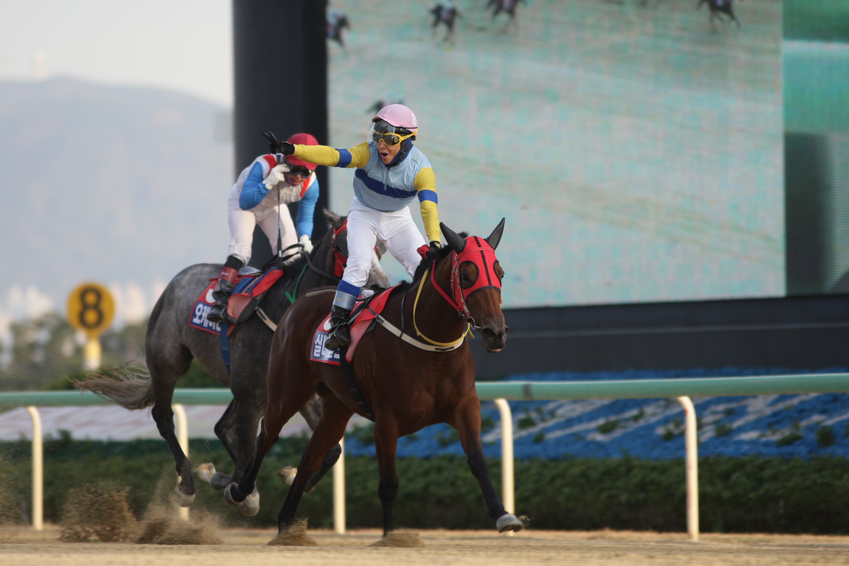 Silver wolf Gyeongnam