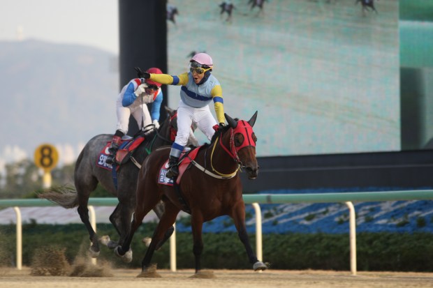 Silver wolf Gyeongnam