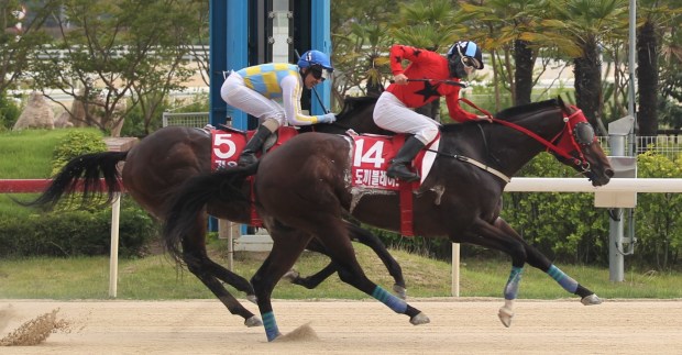 KRA Busan Ilbo Do Kki Blade Gaon Champ